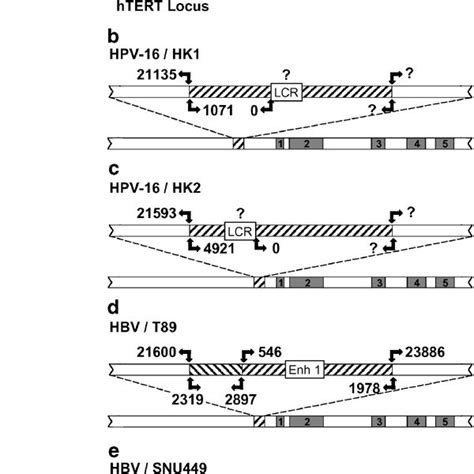 Induction Of Htert Mrna Expression In Ccs And Hccs With Hpv And Hbv