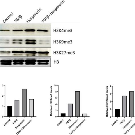 Western Blot Of H3k4me3 H3k9me3 And H3k27me3 After Treatment With