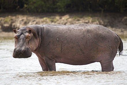 hippopotamus - 维基词典，自由的多语言词典