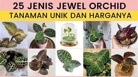 Jenis Jewel Orchid Tanaman Hias Yang Sedang Populer Dan Update Harga