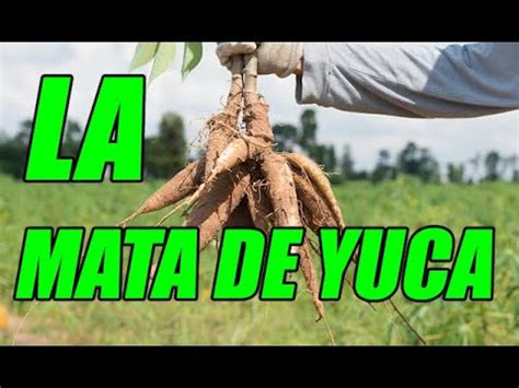 La Mata De Yuca Descripci N Y Muestra De Este Tub Rculo T Pico De La