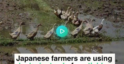 Japanese Farmers Using Ducks Rather Than Harmful Chemical Pesticides A Win For The Environment