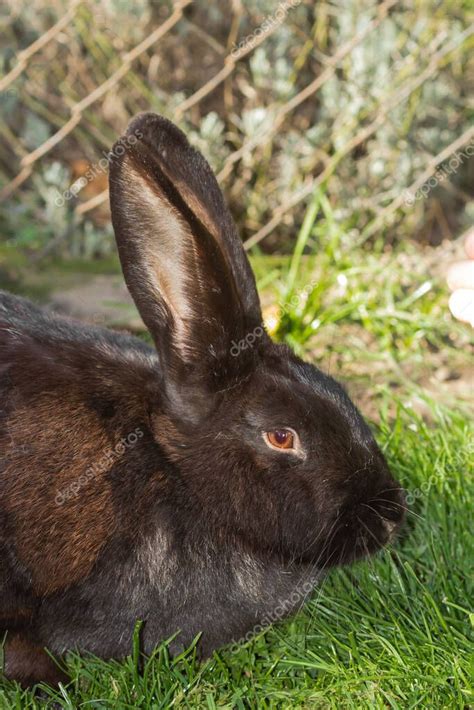 Conejo negro adulto sentado en la hierba verde y relajarse después de