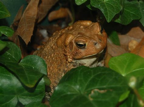 The Online Zoo - American Toad