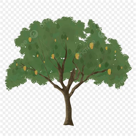 Ilustrasi Clipart Pohon Mangga Mango Tree Clipart Pohon Mangga