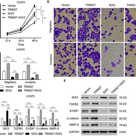 Six3 Overexpression Inhibits Nsclc Cell Proliferation Migration And Download Scientific