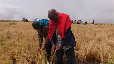 Tbl Yaadhimisha Siku Ya Wakulima Na Ari Ya Kuboresha Mnyororo Wa