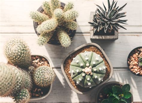 Free Photo | Cactus pot home plants concept