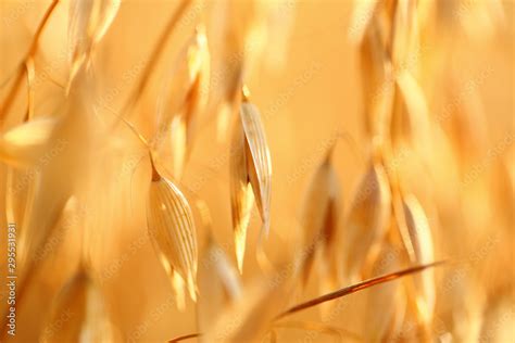 oat field Stock Photo | Adobe Stock