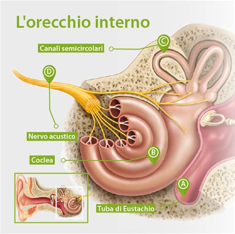 Come Funziona Lorecchio AudioNova