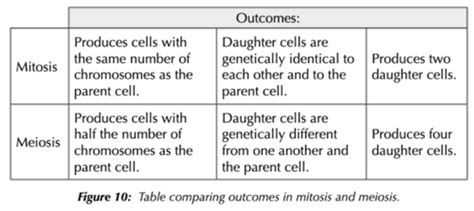 Cell Division Flashcards Quizlet