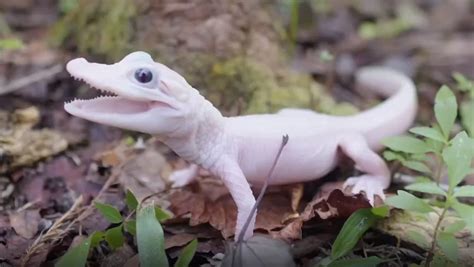 Extremely Rare All White Leucistic Alligator Born In Gatorland Florida