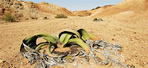 Voyage Vallée Des Welwitschias Namibie