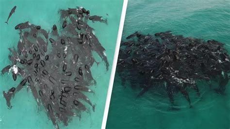 Pod Of Almost 100 Whales Gathered In A Heart Shape Off Cheynes Beach In