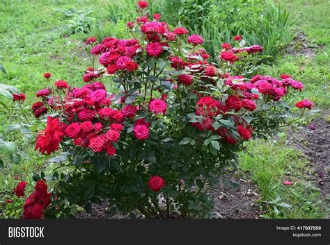 Beautiful Red Roses Image And Photo Free Trial Bigstock