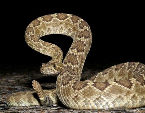 Mojave Green Rattlesnake Facts, Description, Range, Pictures