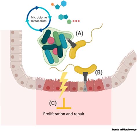 The Microbiome Sets The Stage For Cholera Trends In Microbiology