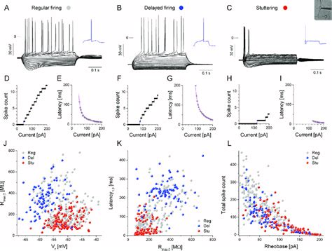 Cultured hippocampal neurons exhibit diverse physiological properties ...
