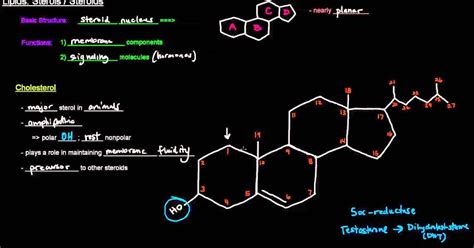 Kimia Bahan Alam Keanekaragaman Struktur Kimia Steroid