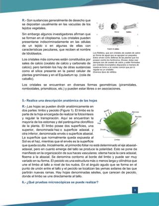 Valoracion Microscopica De Drogas Pulverizadas Pdf