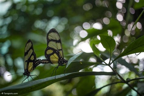 Mariposario Morpho Azul Rioja Ecoturismo Perú