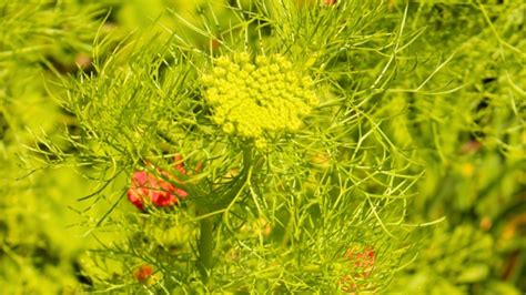 How to Plant, Grow, and Care for Ammi
