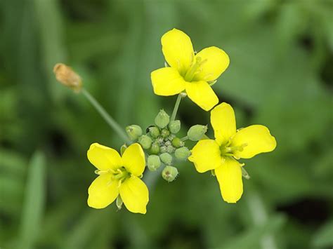 Wild Arugula Seeds — Ravensong Seeds & Herbals