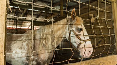 Horse Barn Structures – Stall Walls – The Horse's Advocate