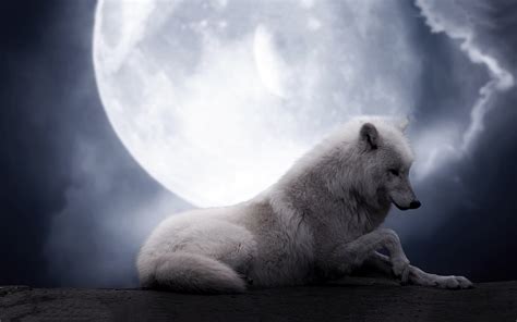 White wolf full moon wallpaper | 1920x1200 | #14570