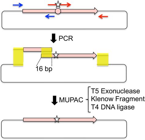 Schematic Illustration Of The Multiple Patch Cloning Procedure Dna Download Scientific Diagram