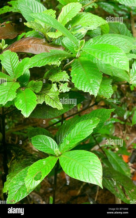 Stinging Tree High Resolution Stock Photography and Images - Alamy