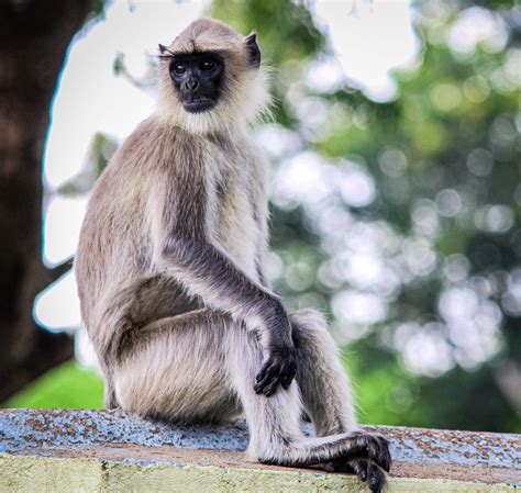 A Grey Langur Pixahive