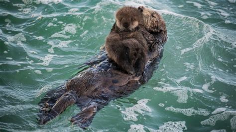 Sea Otter Mother And Pup - 992x558 Wallpaper - teahub.io