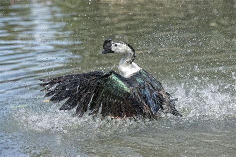 Wild Duck while splashing on water 20178270 Stock Photo at Vecteezy