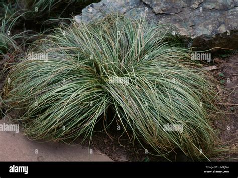 Frosted Curls Sedge Carex Albula Frosted Curls Cyperaceae Stock