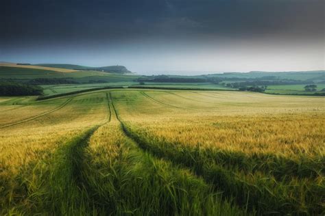 Online Crop Green Grass Field Digital At Daytime Landscape Field