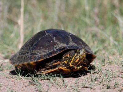 Tortuga Pintada Chrysemys Picta