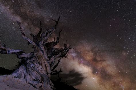 A Day Photographing The Ancient Bristlecone Pine Forest – Jez Hughes ...