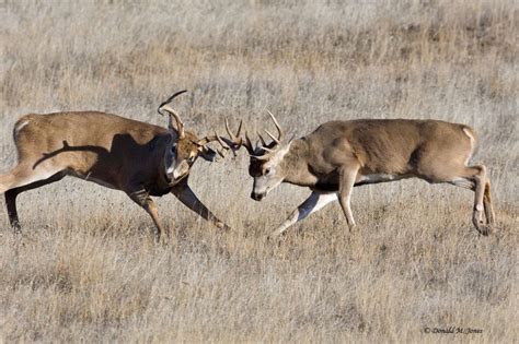 Monster Whitetail Deer Buck Fighting