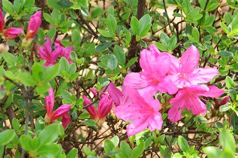 ｷﾘｼﾏﾂﾂｼﾞ系 ”紫霧島” 季節の花