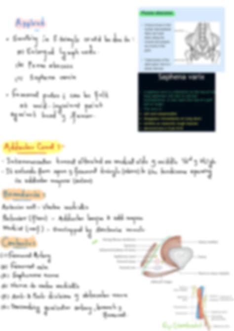 SOLUTION Anatomy Of Front Of Thigh Studypool