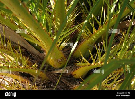 Palm Tree Leaf Stalks Showing Sharp Spikes At The Base Stock Photo Alamy