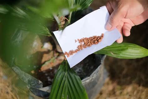 Comment entretenir un palmier de jardin 4 choses à savoir