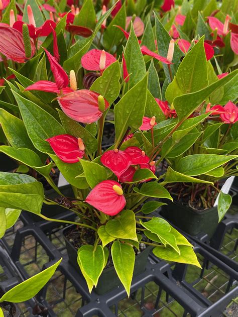 Anthurium Million Flowers Red — Vintage Green Farms With Tom Piergrossi