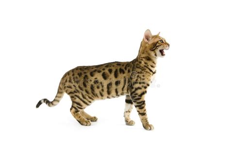 BENGAL BROWN SPOTTED TABBY stock photo. Image of domestic - 170186320