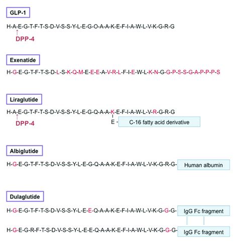 Amino Acid Sequence Of Glucagon Like Peptide Glp And Glp