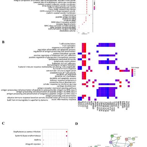 Functional Enrichment Analysis Of Differentially Expressed Genes In