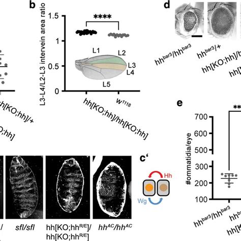 Opposing Phenotypes Of Flies Expressing Hh Versus Hhra Or Hhre Under