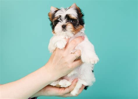 The 20 Cutest and Smallest Dog Breeds - PureWow