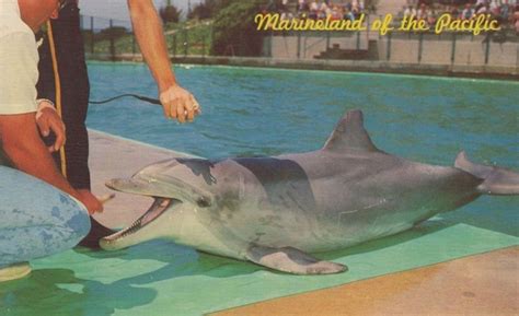 Flipper The Talking Dolphin TV Show at Porpoise Games Rare Postcard ...